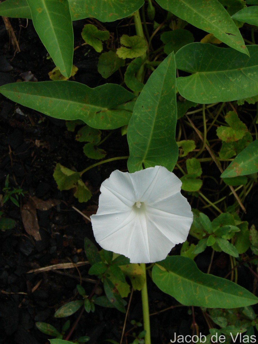 Ipomoea aquatica Forssk.